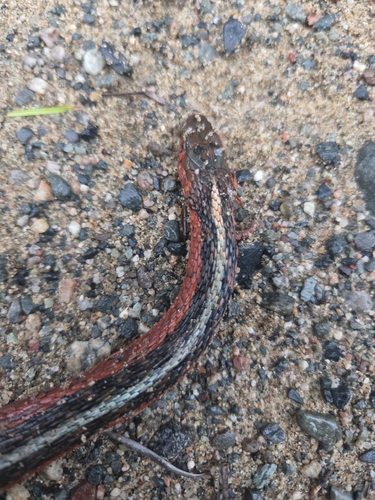 Common Garter Snake