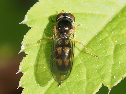 Ladder-backed Hover Fly