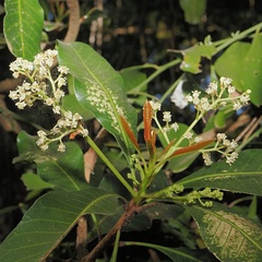 Buchanania arborescens, photograph (c) Roland Muench, some rights reserved (CC BY)