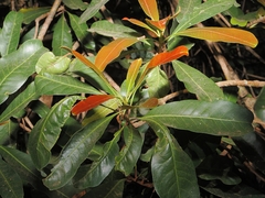 Buchanania arborescens, photograph (c) Roland Muench, some rights reserved (CC BY)