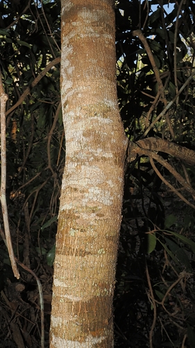 Buchanania arborescens, photograph 3