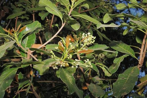 Buchanania arborescens, photograph 6
