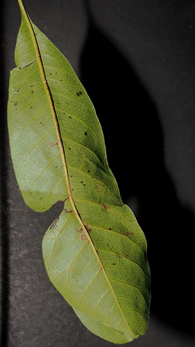 Buchanania arborescens, photograph 1