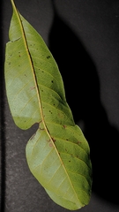 Buchanania arborescens