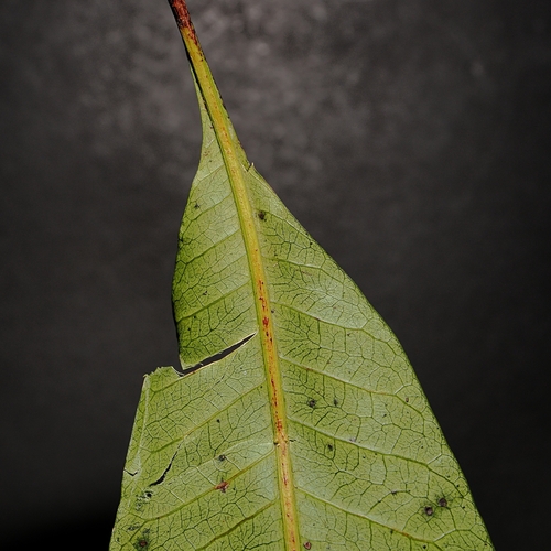 Buchanania arborescens, photograph 2