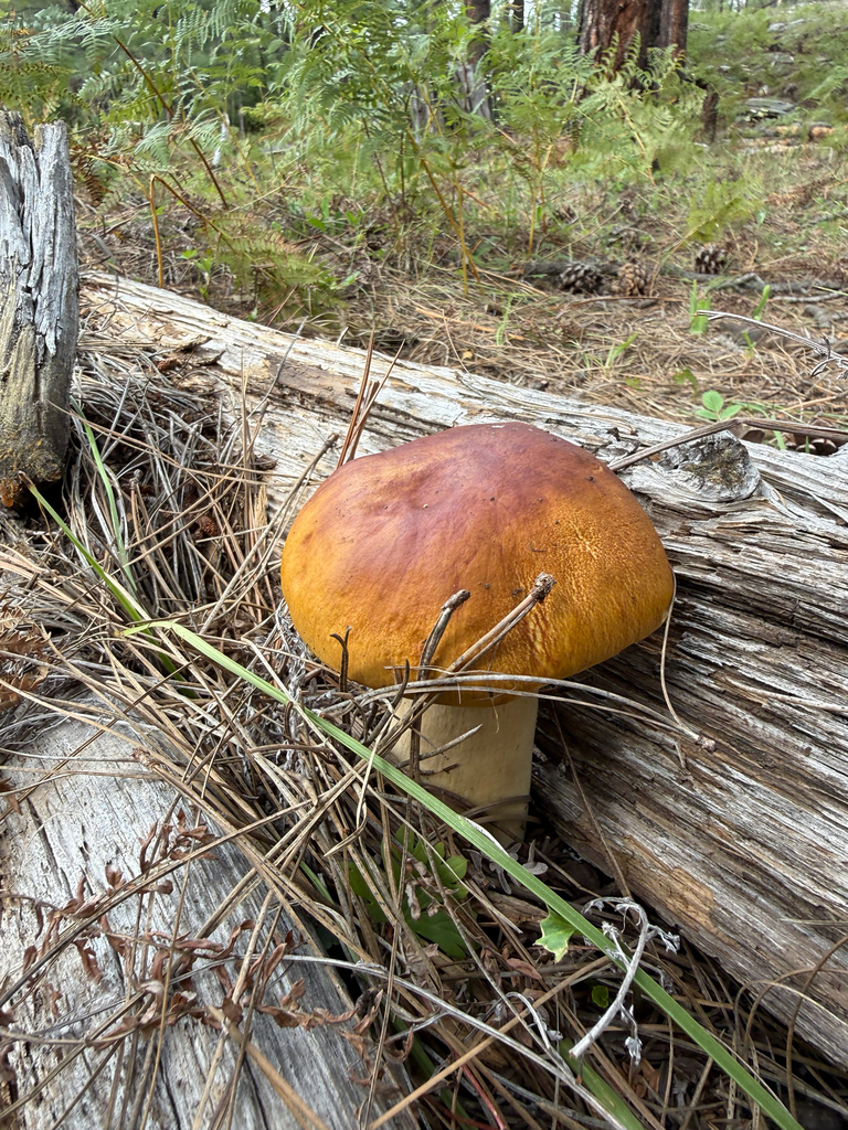 Ruby Porcini · August 2026 · photo: Photo: (c) Michael Tidwell, some rights reserved (CC BY) · iNaturalist