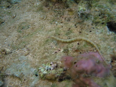 Corythoichthys intestinalis