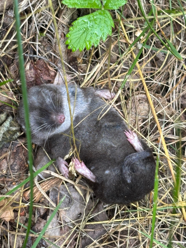 Northern Short-tailed Shrew