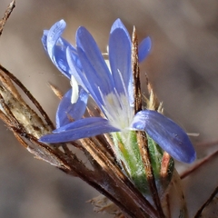 Eriastrum sapphirinum