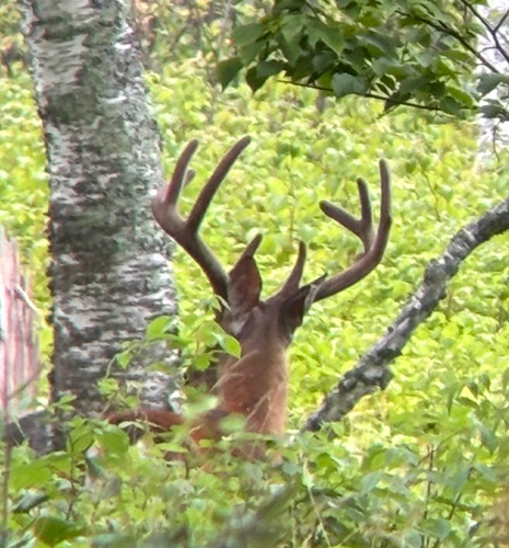 White-tailed Deer