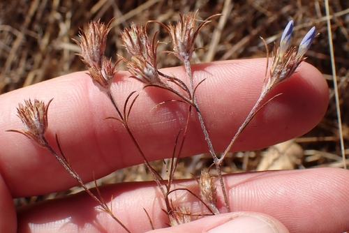 Eriastrum sapphirinum, photograph 1