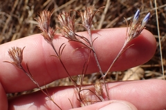 Eriastrum sapphirinum, photograph author not stated, no rights reserved