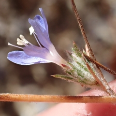 Eriastrum sapphirinum, photograph author not stated, no rights reserved