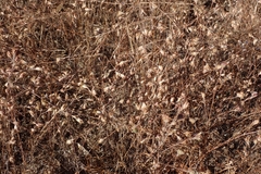 Eriastrum sapphirinum, photograph author not stated, no rights reserved