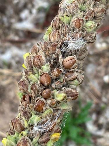 great mullein
