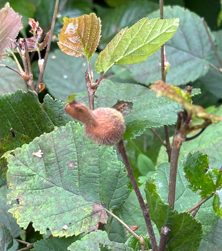 beaked hazelnut