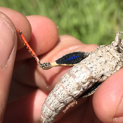 Dracotettix monstrosus