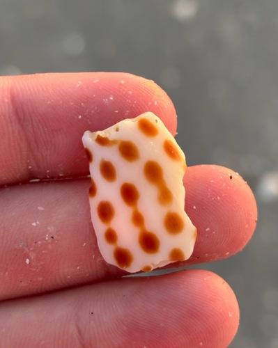 Scaphella junonia observed 2026-08-15