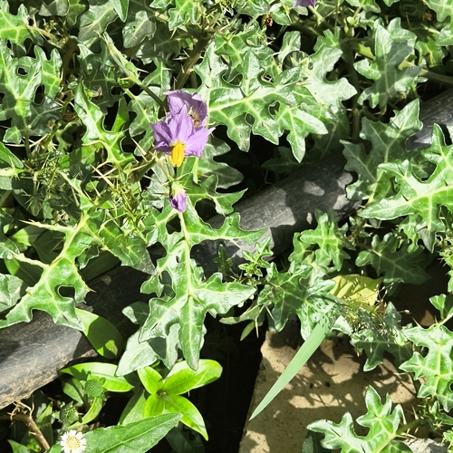 Solanum virginianum