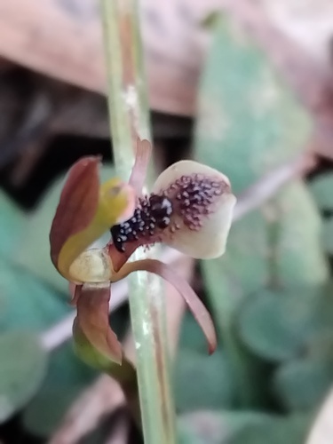 Chiloglottis formicifera, photograph 6