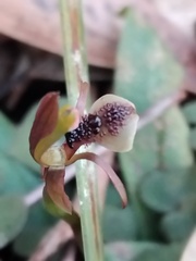 Chiloglottis formicifera, photograph (c) Sofia Zvolanek, some rights reserved (CC BY)