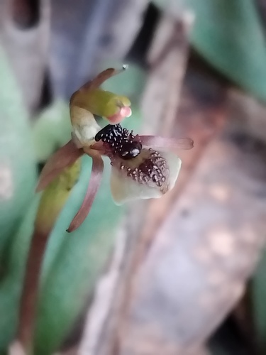 Chiloglottis formicifera, photograph 5
