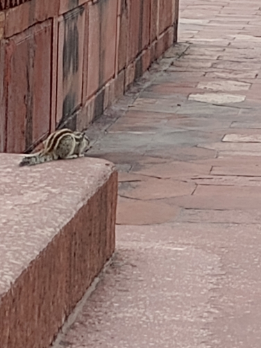 Five-striped Palm Squirrel