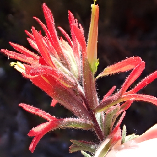 Castilleja affinis, photograph 2