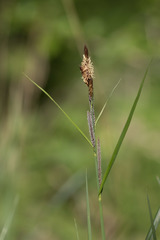 Carex acutiformis