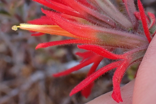 Castilleja affinis, photograph 3