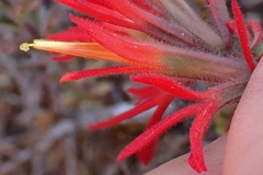 Castilleja affinis, photograph author not stated, no rights reserved