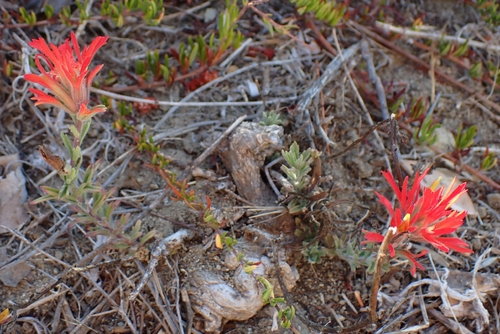 Castilleja affinis, photograph 4