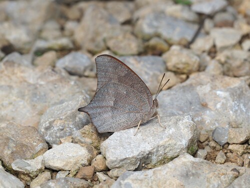 Goatweed Leafwing photo 6