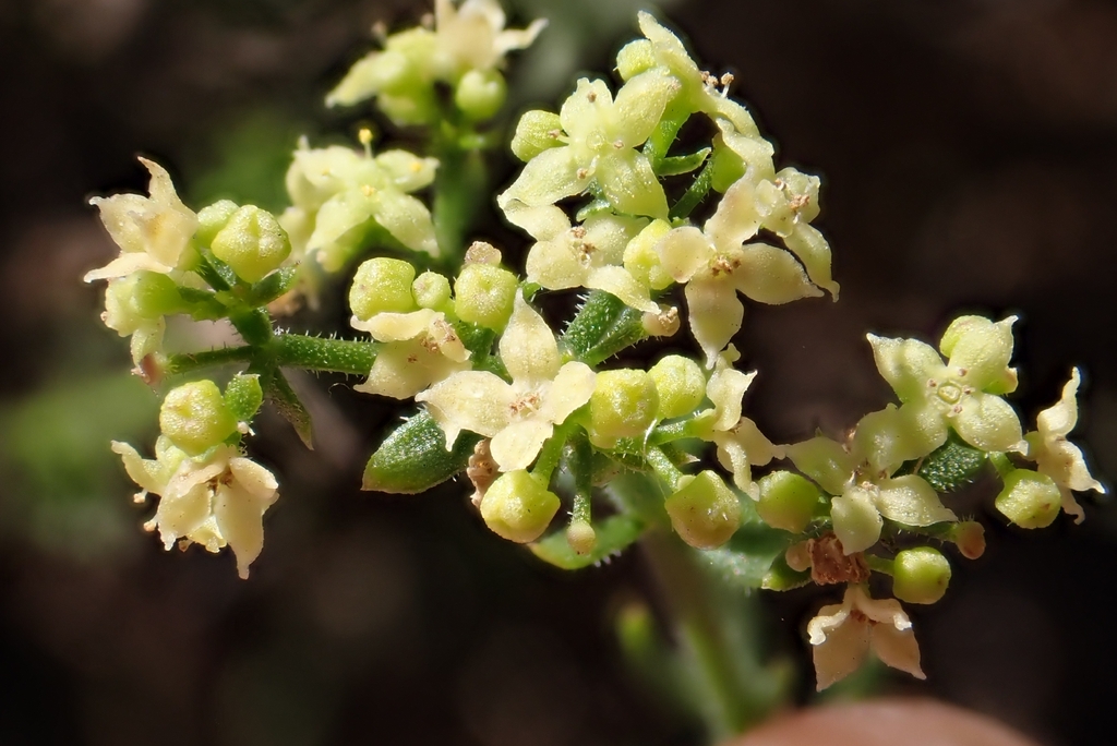 Galium angustifolium; photograph author not stated, no rights reserved