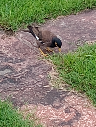 Common Myna