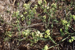 Galium angustifolium, photograph author not stated, no rights reserved