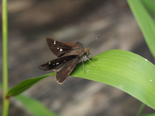 Clouded Skipper photo 3