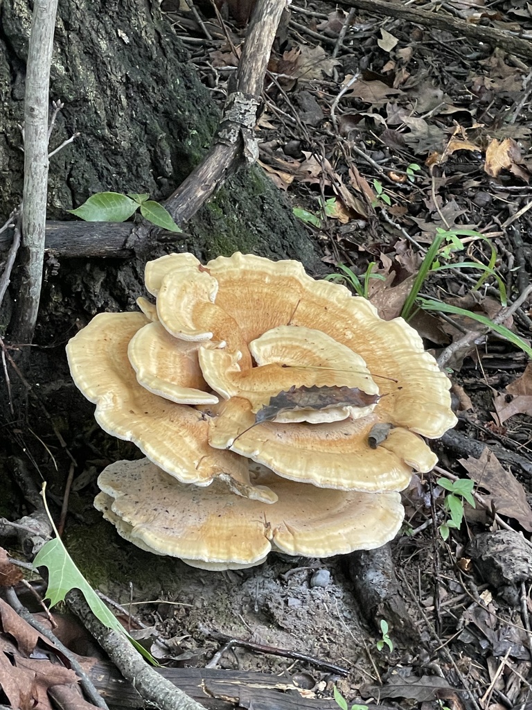 Berkeley's Polypore · August 2026 · photo: Photo: no rights reserved · iNaturalist
