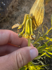 Asclepias asperula, photograph (c) Parker James Lloyd, some rights reserved (CC BY)
