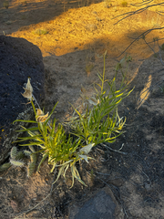Asclepias asperula, photograph (c) Parker James Lloyd, some rights reserved (CC BY)