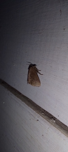 Euprosterna elaea