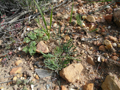 Oxalis pes-caprae sericea