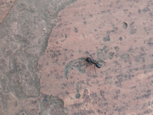 Indian Black Ant