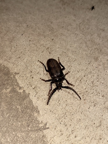 iNaturalist observation photo of California Root Borer