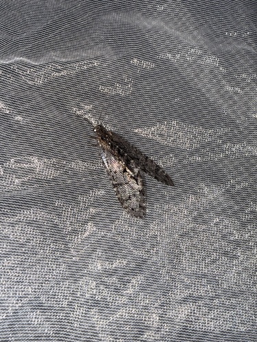 iNaturalist observation photo of Polystoechotes punctata