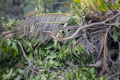 Pyrocephalus rubinus