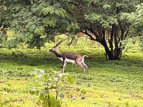 Blackbuck