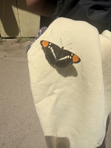 iNaturalist observation photo of California Sister