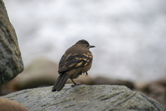 Cinclodes taczanowskii