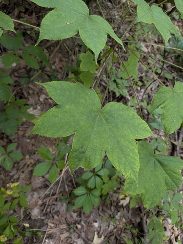 Kalopanax septemlobus, photograph 2